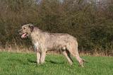 IRISH WOLFHOUND 334